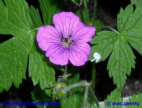 Geranium kishtvariense